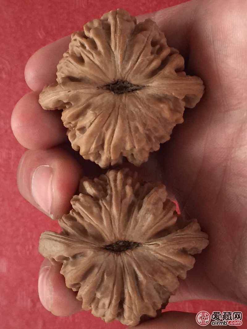 四座楼狮子头  边43 43肚41 41高36 35 下树晚 红皮质  菊花底非常
