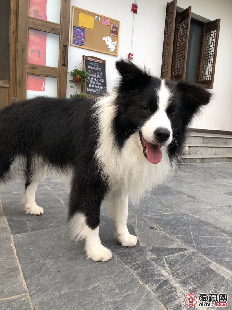 超值精品边境牧羊犬纯种边牧领养