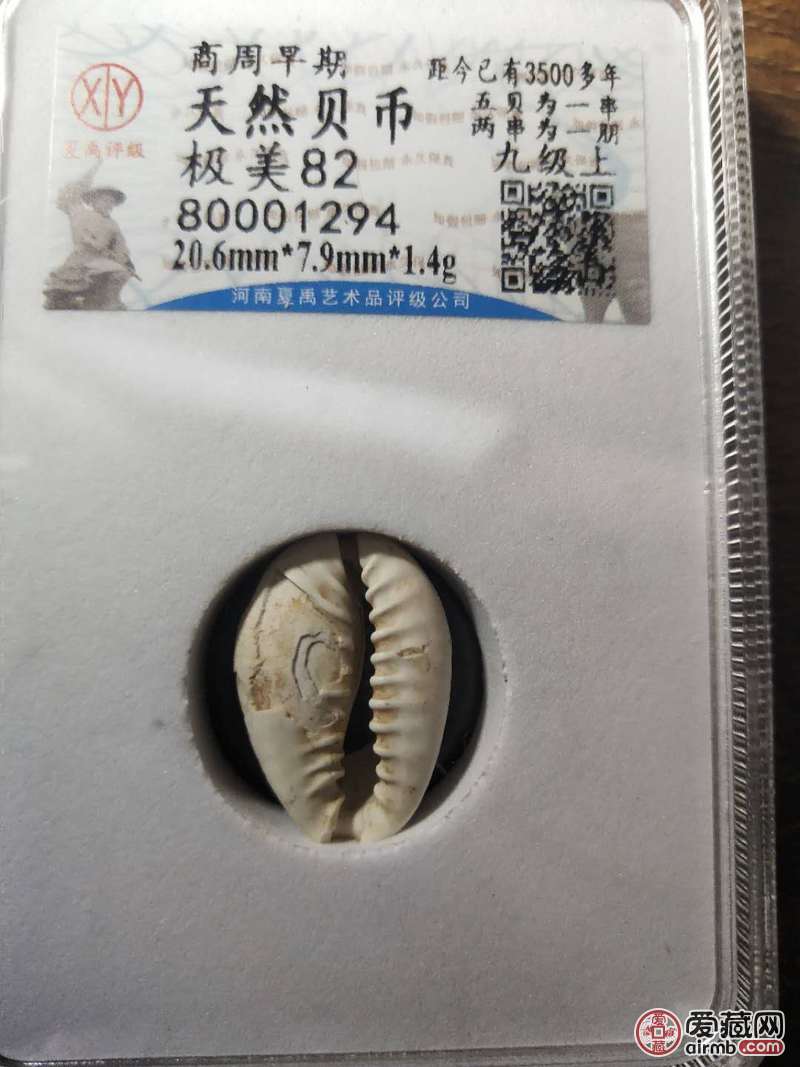 名称:商周早期天然贝币5盒  