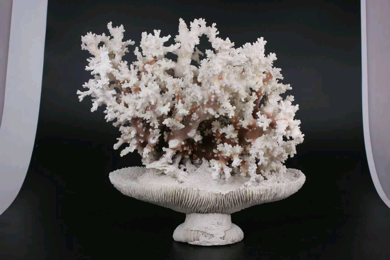 纯天然咖色珊瑚,底座纯天然,三