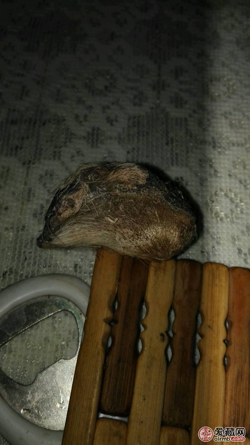 纯野生毛壳麝香,包老包真,支持