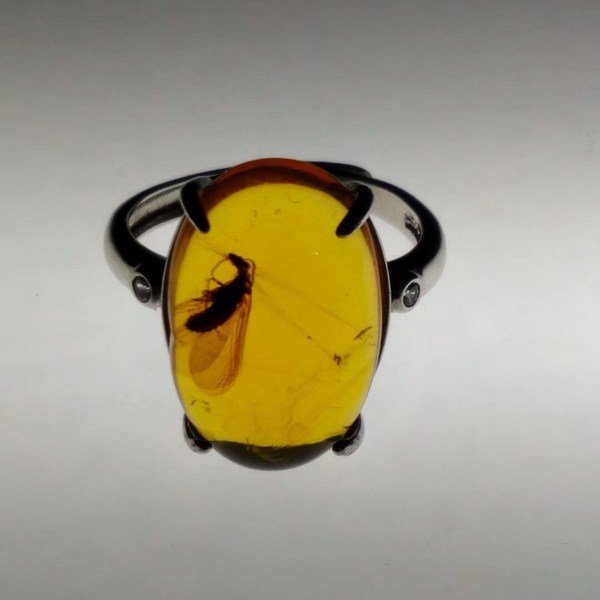 藏品展示【金珀鳞蛉·虫珀戒指】超级完美完整的鳞蛉