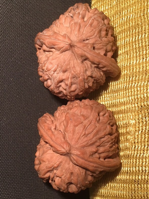 上色之王闷尖大肚白狮子头肚比边大这桩型这大肚