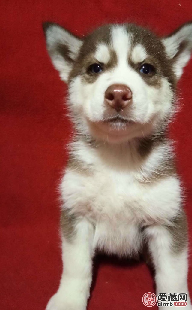 红色哈士奇小帅哥一枚,本性二