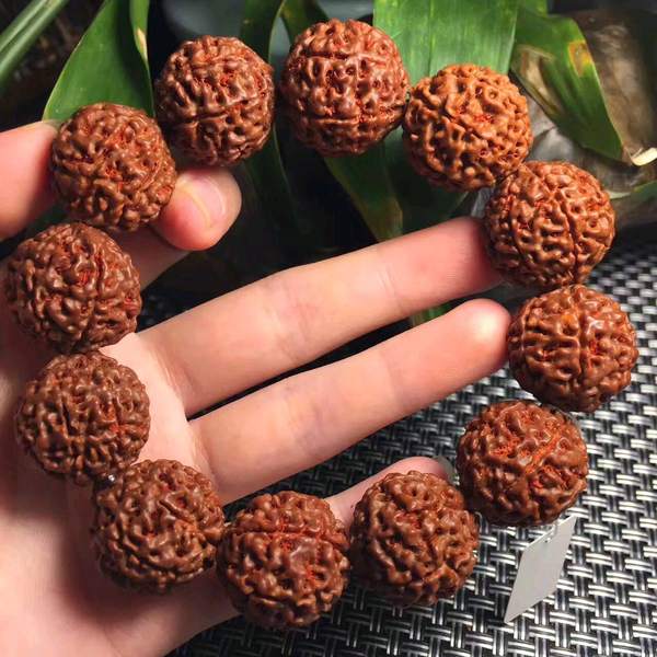 印尼七瓣大金刚规格2022cm同树籽