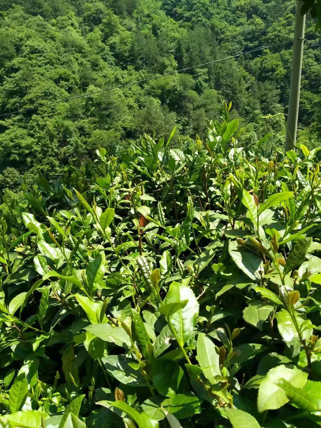 大别茶坊英山云雾图片