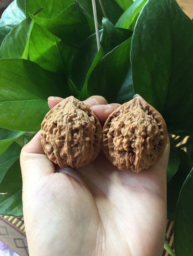 野生石头狮子头,为了增加人气特