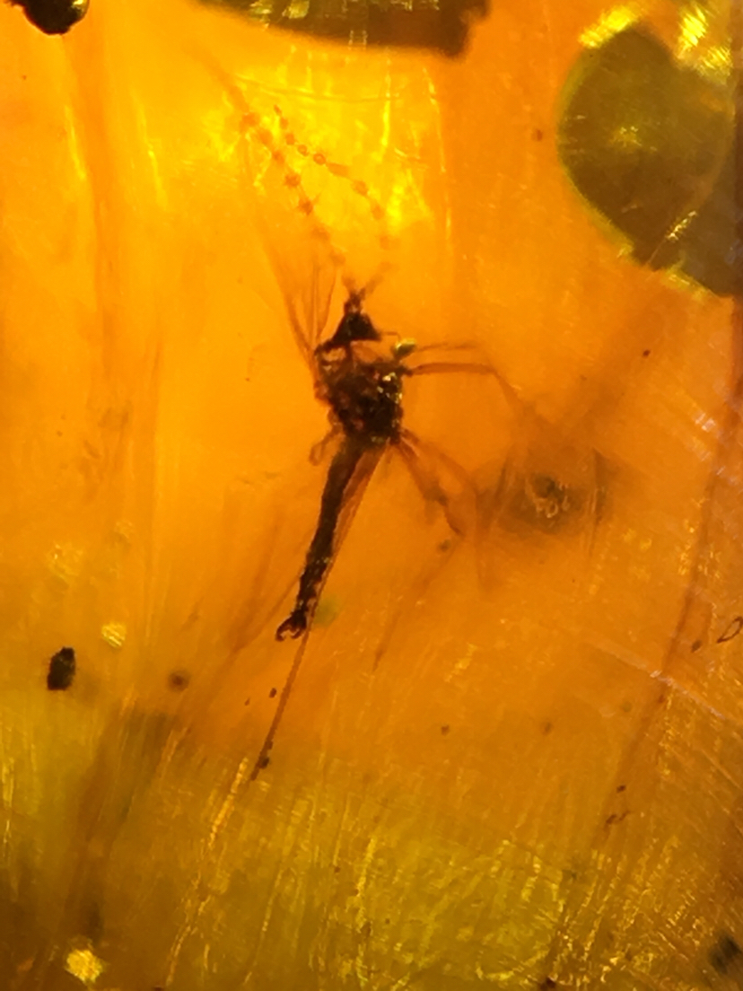 缅甸天然琥珀【漂亮的美蛉】虫珀