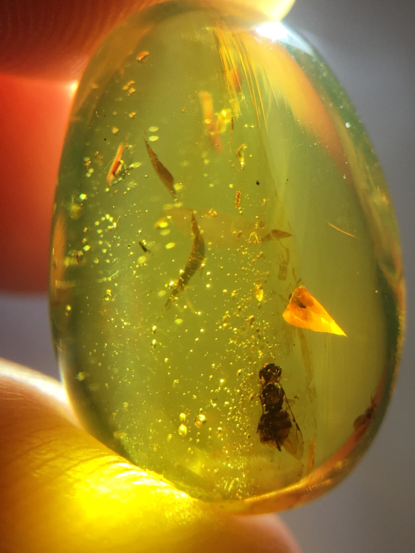 缅甸天然琥珀【肉嘟嘟的蜂类】精