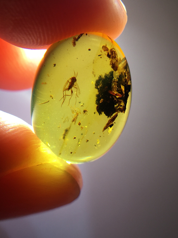 缅甸天然琥珀稀少的覃蚊幼虫宝宝精品虫珀重量