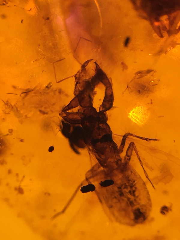 缅甸天然琥珀罕见的奇蝽 胖甲 稀少的怪真假_图片