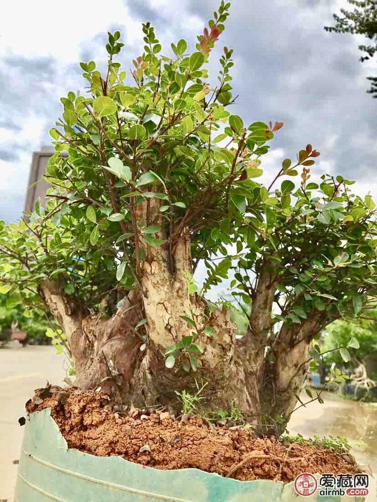 74超级重器72圆叶红杨老桩又