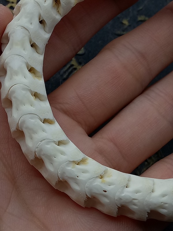 品名天然蛇骨佛珠手链辟邪神器主材真假_图片_价格_评级-文玩杂项-爱