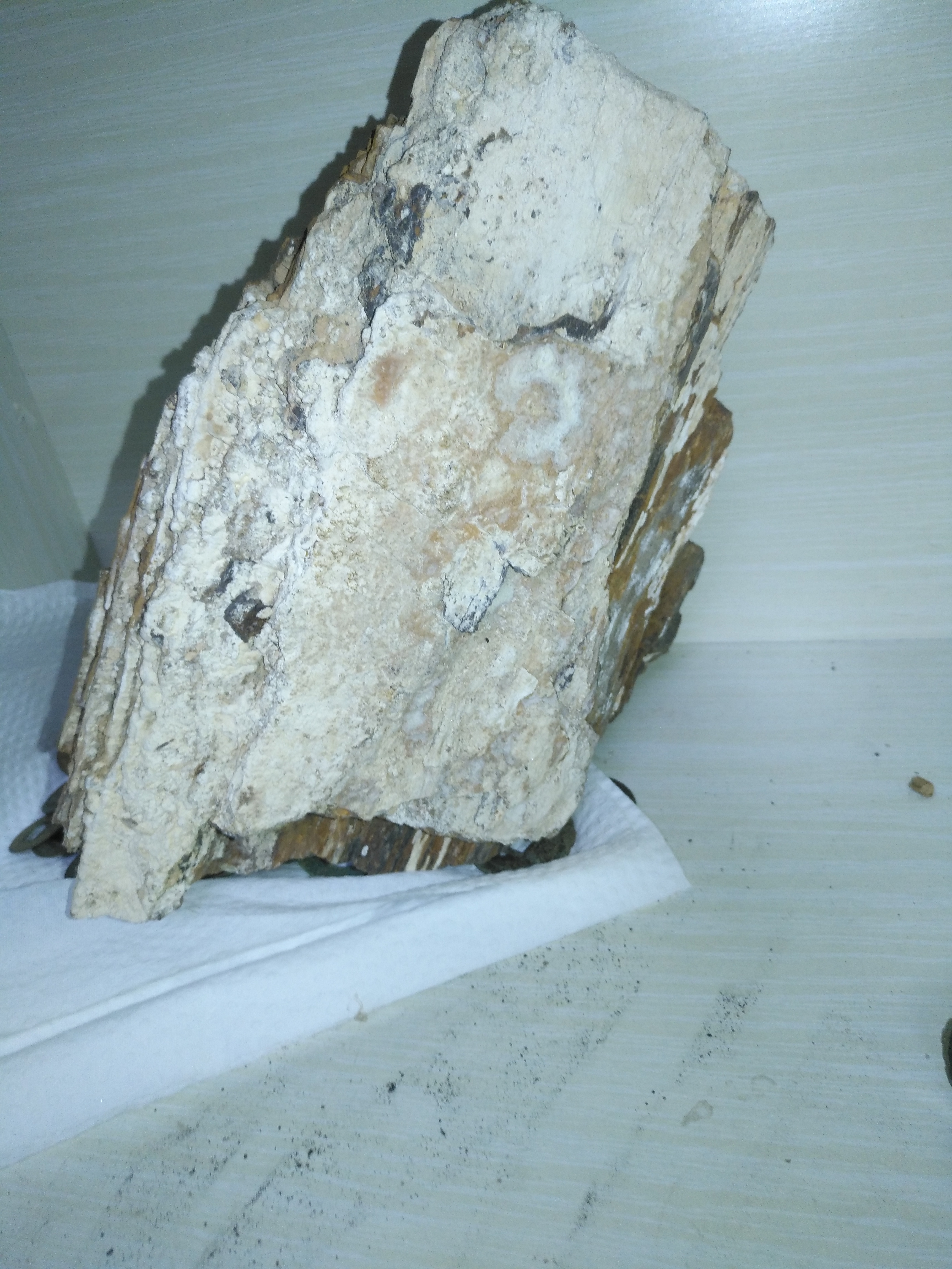 树化石来自巴彦淖尔