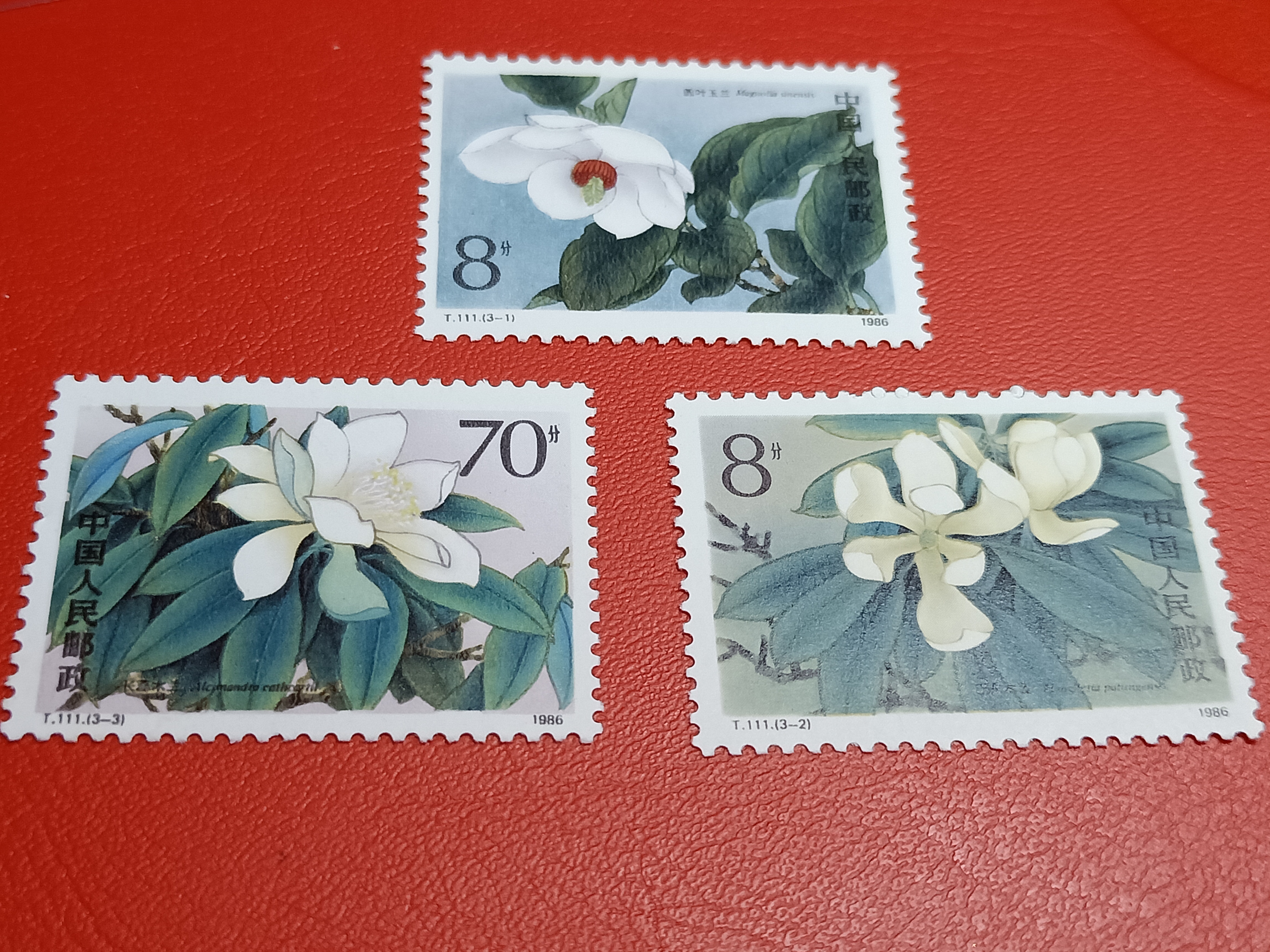 t111木兰花所有拍品1元起拍