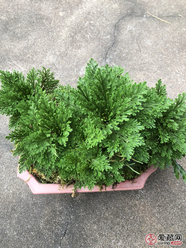 稀有品种 带盆包邮 野生卷柏