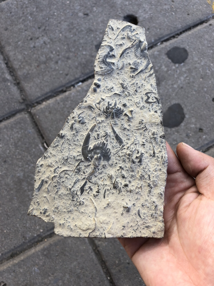 中国石燕化石图片