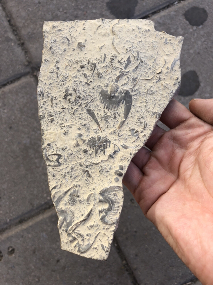 中国石燕化石图片
