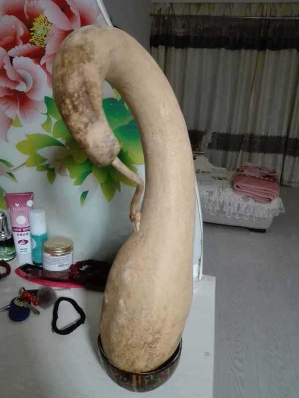 奇形葫芦一个高40厘米左右葫芦滕象鹤头自己种