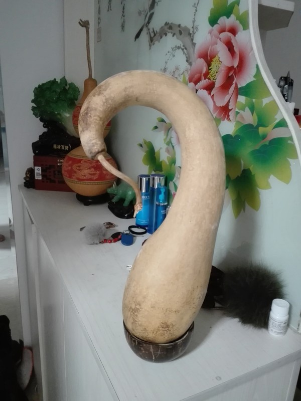 奇形葫芦一个高40厘米左右葫芦滕象鹤头自己种