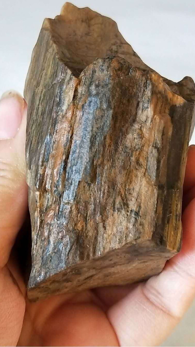 树玉化石250克左右品相非常完美树玉化石非常