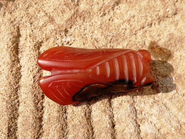 藏品名称红山老玛瑙蝉型挂件藏品尺寸长72m