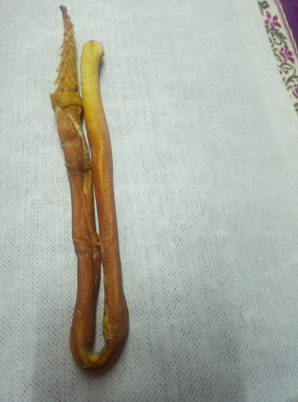 虎鞭补肾泡酒喝功效强大男人的必备稀有珍贵家里