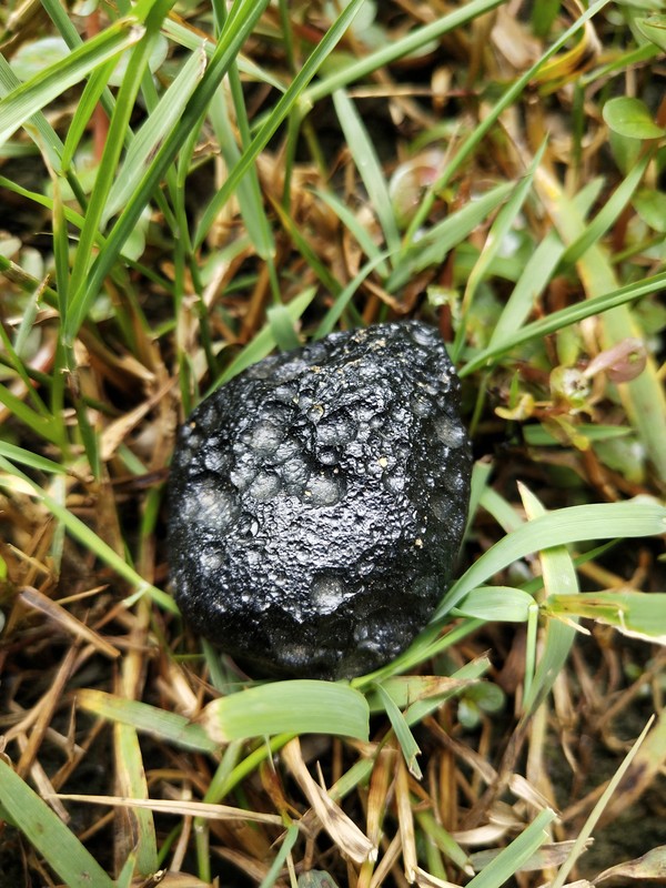 大漏玻璃陨石雷公墨原石2946克雕刻配带