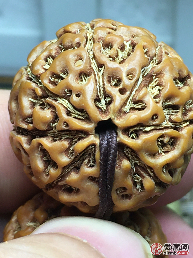 新籽【印尼八瓣大金刚】规格:2