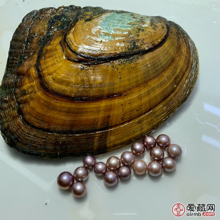炫彩紫色珍珠蚌,蚌是有生命的,开蚌不退换-价格158
