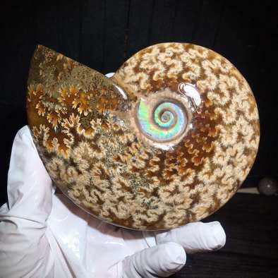 精品天然菊石玉化螺摆件把玩0元起,全玉化,58