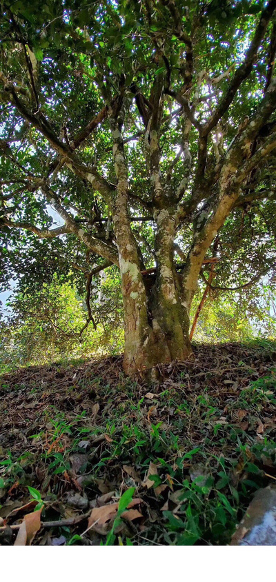 2019年头春千年古树茶~~~~梅子箐100克试喝