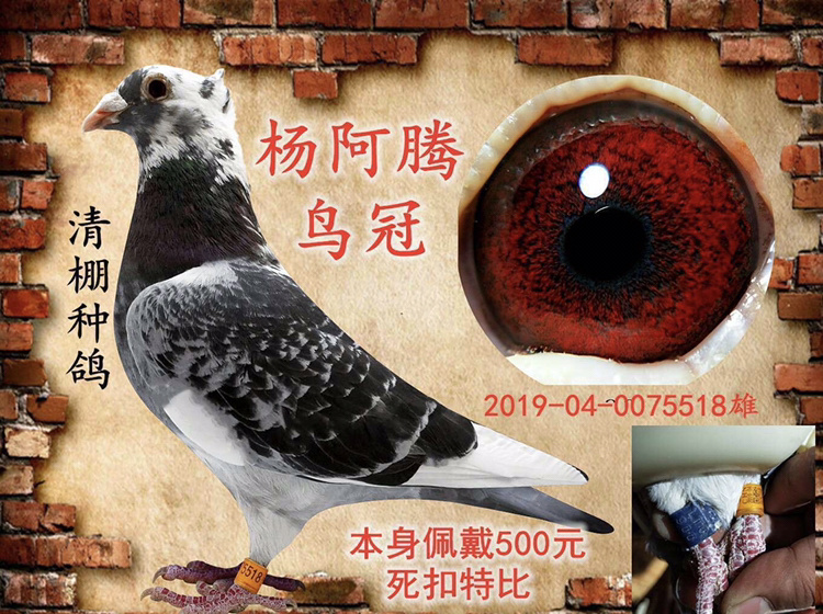 杨阿腾鸟冠一对佩戴500元特比环墨雨花鸟冠鸽