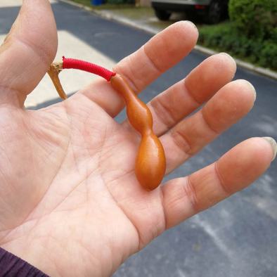 蚂蚁肚葫芦八宝葫芦一把多年小蚂蚁尖肚翻嘴皮是