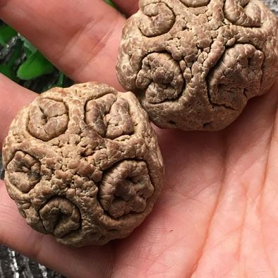 品名文玩核桃巴西鬼脸尺寸边36