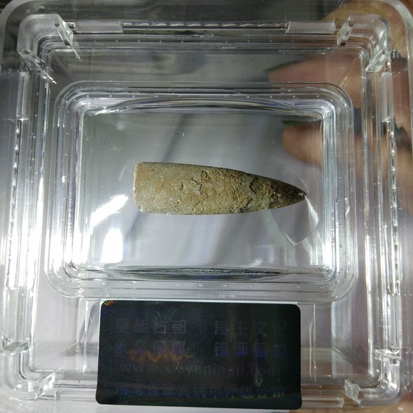 名称约4亿年前箭石化石尺寸状态版