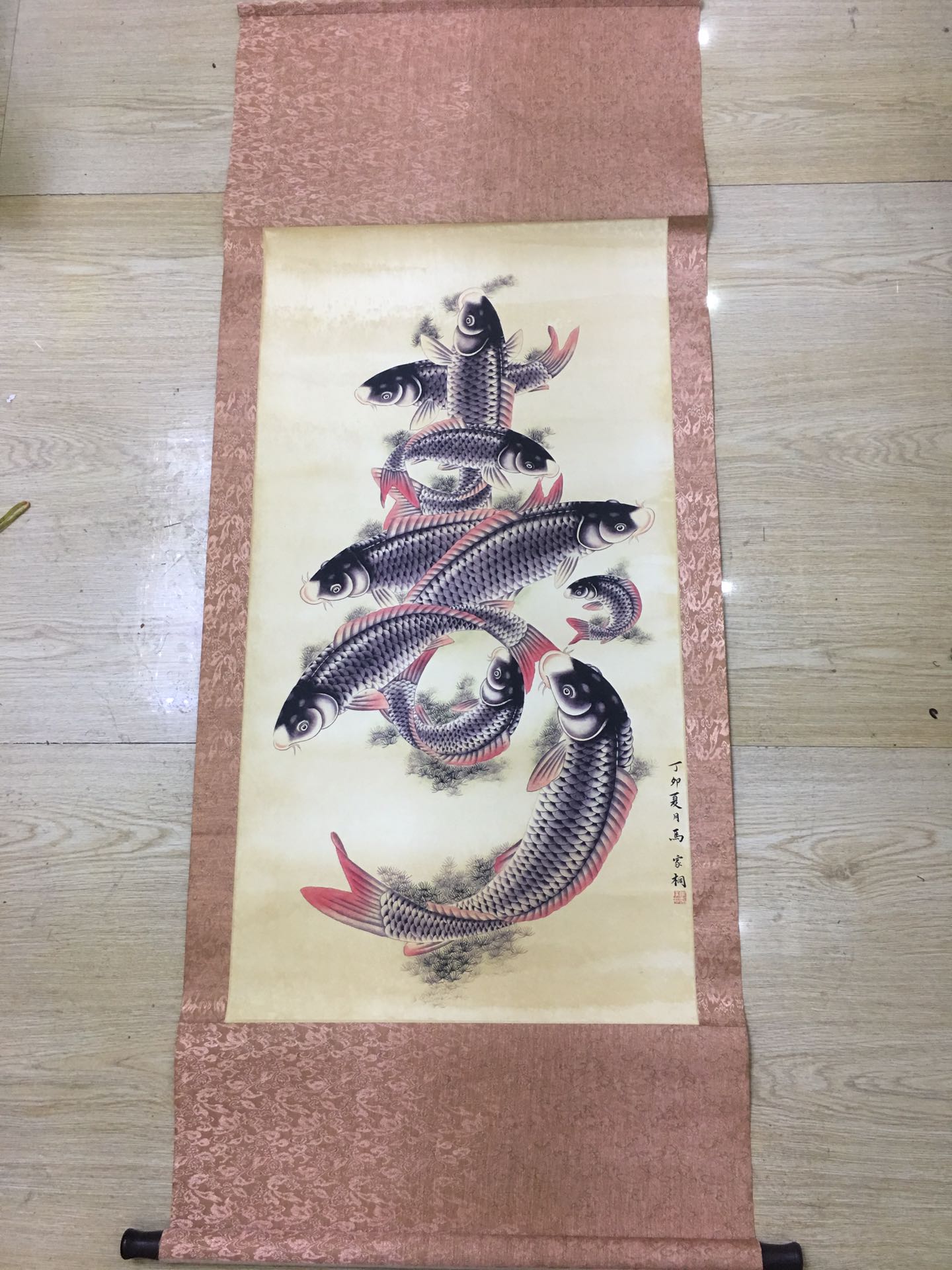 寿星鱼图片及价格图片