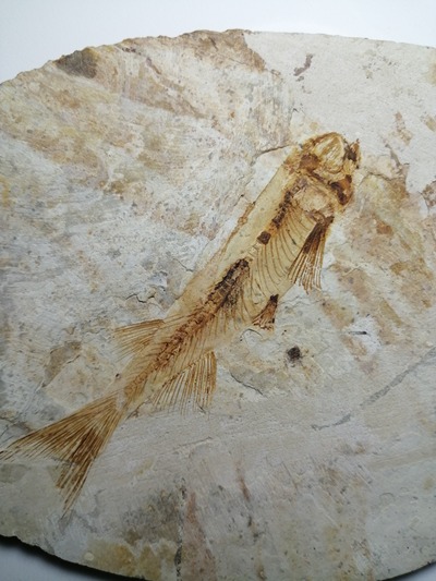 5亿前辽西鱼化石,真品,售假包退