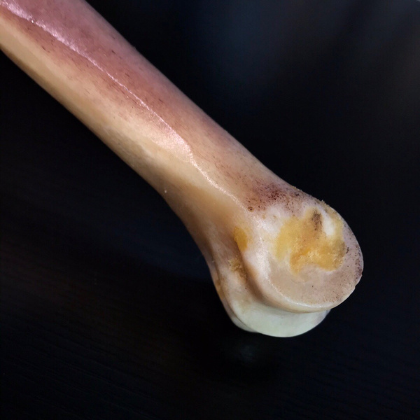 虎腿骨高油脂,高密度,满血精品泡酒料合格安