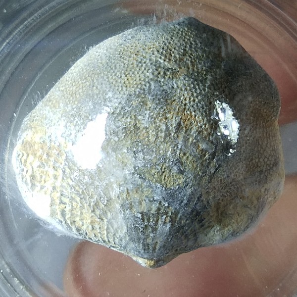 名称约4亿年前天然无洞贝化石尺寸状态