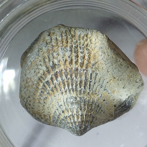 名称约4亿年前天然无洞贝化石尺寸状态