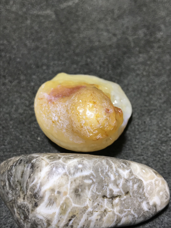 精美天然阿拉善红黄白三色玛瑙原石一颗喜欢的朋友就