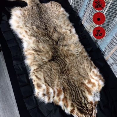 豹猫皮尺寸105厘米仅此一张卖完不再有