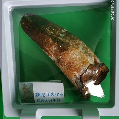 棘龙的牙齿化石,棘龙牙齿化石,鲨齿龙牙齿化石_大山谷图库