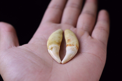 西伯利亚狼牙纯银镶嵌血纹清晰别拿假货比价