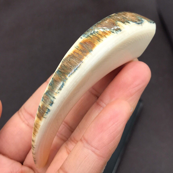 小天然猛犸象牙牙尖规格17683毫米