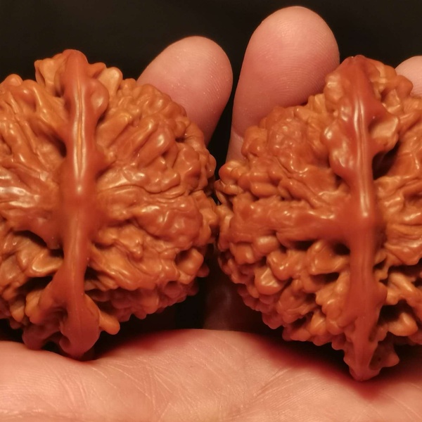 矮桩官帽核桃尺寸规格474334