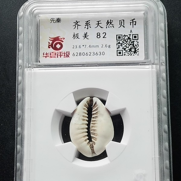 美品先秦齐系天然贝币一枚华夏评级美品82分实