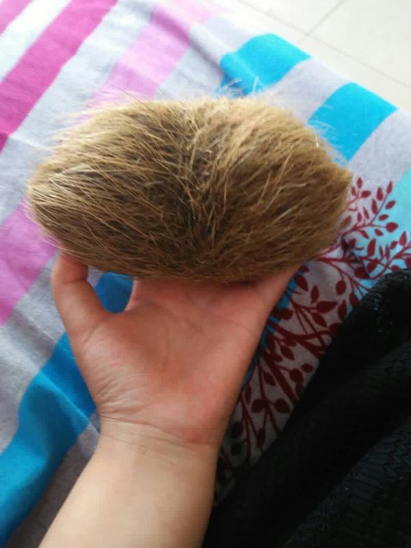 藏品展示猪宝有人要吗藏品描述藏品属性x为保障您的