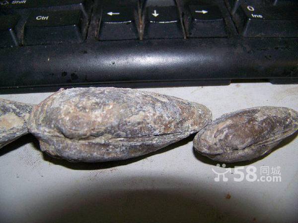 白垩纪早期海洋怡贝类化石有专家鉴定为证五连体化